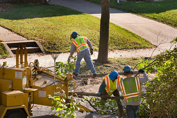 Best Tree Risk Assessment  in Manchester, MD